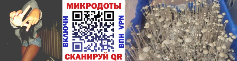 Псилоцибиновые грибы Psilocybine cubensis  Ак-Довурак 